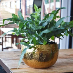 Hammered Bowl - Gold With Black -Greencore Store Hammered Bowl Gold LS1