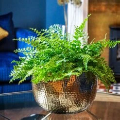 Hammered Bowl - Gold With Black -Greencore Store Hammered Bowl Gold Lifestyle 2