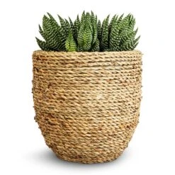 Cody Plant Pot - Straw Grass -Greencore Store Haworthia Zebrina 10.5x17cm Cody Plant Pot Straw Grass 17x15cm 176c7f15 f1b3 4be3 8ae1 f83efb605f74