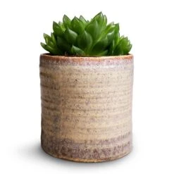 Hera Plant Pot - Ivory -Greencore Store Haworthia cooperi 10.5x16cm Hera Plant Pot Ivory 13x14cm 233710a2 583e 4bf2 b8e1 46f9d14a571b