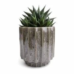 Lugano Scalloped Plant Pot - Green -Greencore Store Haworthiopsis limifolia Fairy Washboard 10.5x15cm Lugano Scalloped Plant Pot Green 13x13cm