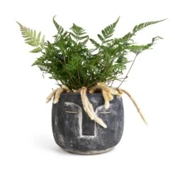 Humata Tyermannii - White Rabbit's Foot Fern 14 Humata Tyermannii - White Rabbit's Foot Fern -Greencore Store Head Plant Pot Anthracite 16x13cm Humata tyermannii White Rabbit s Foot Fern 12x20cm 760d7229 8da0 4171 9d4d 2342f4be7e51