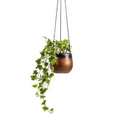Mya Hanging Planter - Shiny Mocha -Greencore Store Hedera helix Golden Kolibri English Ivy 13x20cm Mya Hanging Planter Shiny Mocha 15x13cm
