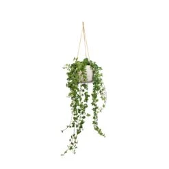 Patt Hanging Plant Pot - Grey Washed -Greencore Store Hedera helix Pittsburgh English Ivy 17x70cm Patt Hanging Plant Pot Grey Washed 23x20cm a1a4f151 3a2f 4e57 863a c1adb4da0355