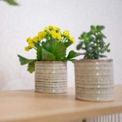 Hera Plant Pot - Ivory -Greencore Store HeraPlantPot 3