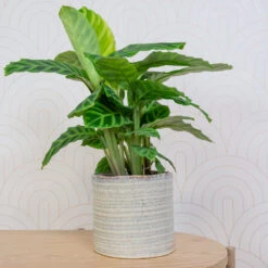 Hera Plant Pot - Ivory -Greencore Store HeraPlantPot 5