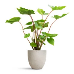 Homalomena Rubescens Maggy - Shield Plant 19 Homalomena Rubescens Maggy - Shield Plant -Greencore Store Homalomena rubescens Maggy Shield Plant 19x70cm Mini Jesslyn Plant Pot Grey Washed 25x21cm