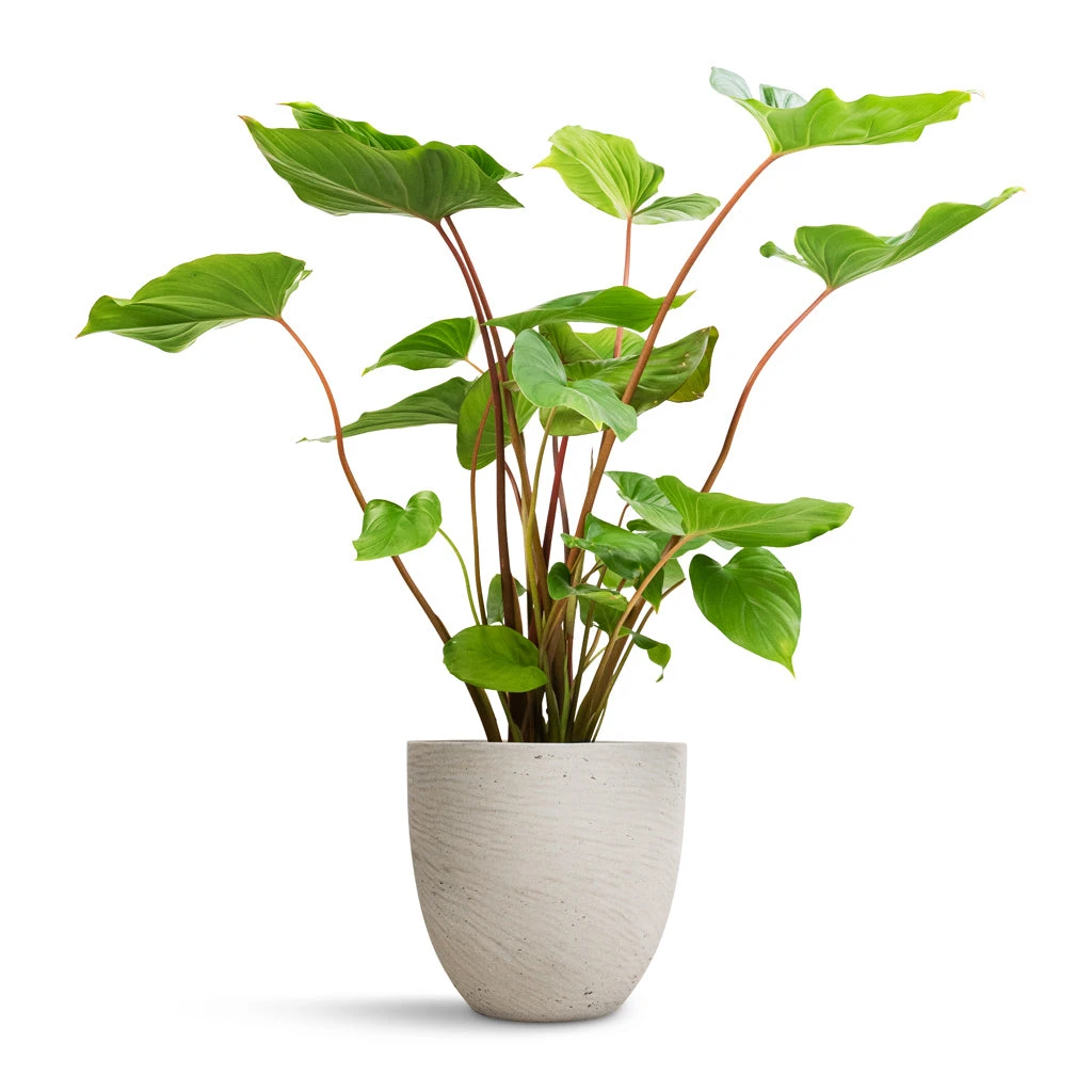 Homalomena Rubescens Maggy - Shield Plant 9 Homalomena Rubescens Maggy - Shield Plant - Image 7