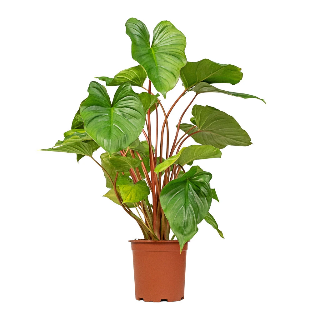Homalomena Rubescens Maggy - Shield Plant 6 Homalomena Rubescens Maggy - Shield Plant - Image 4