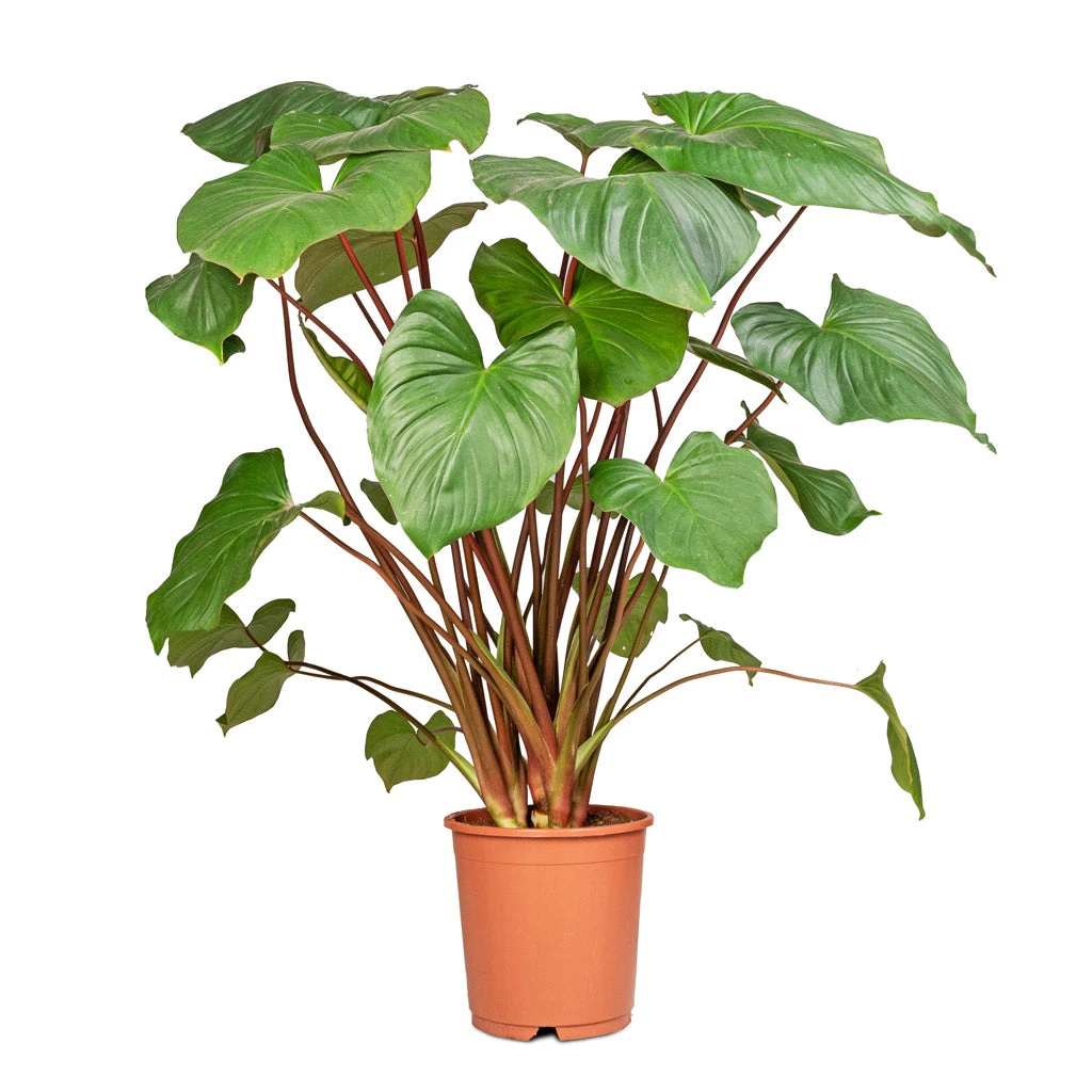 Homalomena Rubescens Maggy - Shield Plant 7 Homalomena Rubescens Maggy - Shield Plant - Image 5