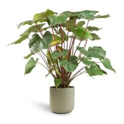 Homalomena Rubescens Maggy - Shield Plant 18 Homalomena Rubescens Maggy - Shield Plant -Greencore Store Homalomena rubescens Maggy Shield Plant 24x70cm Lisbon Plant Pot Sage 26x26cm