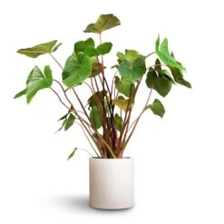Homalomena Rubescens Maggy - Shield Plant 20 Homalomena Rubescens Maggy - Shield Plant -Greencore Store Homalomena rubescens Maggy Shield Plant 24x70cm Max Refined Planter Natural White 1