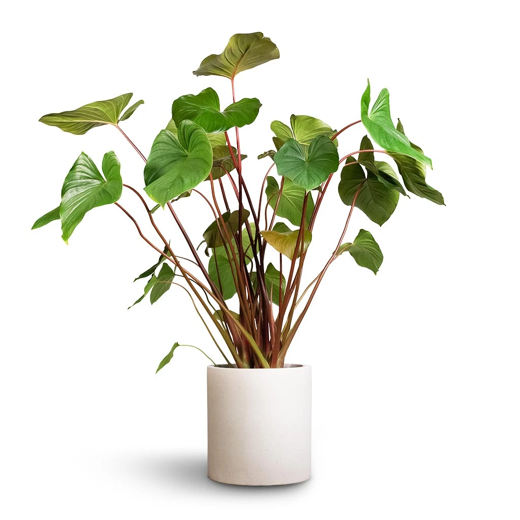 Max Refined Planter - Natural White 10 Max Refined Planter - Natural White - Image 8