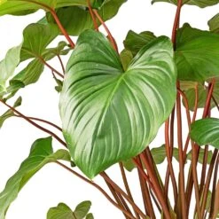Greencore Store -Greencore Store Homalomena rubescens Maggy Shield Plant SWATCH