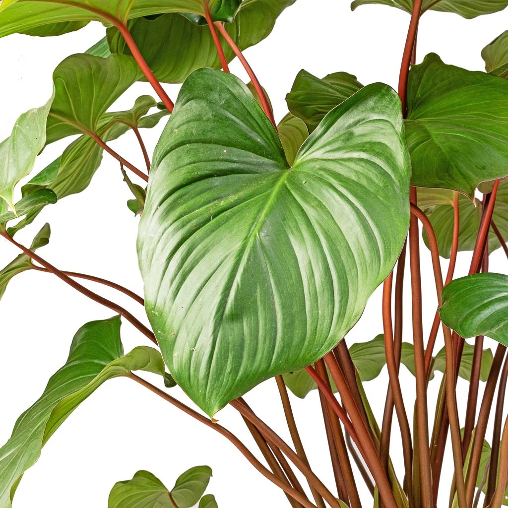 Homalomena Rubescens Maggy - Shield Plant 4 Homalomena Rubescens Maggy - Shield Plant - Image 2