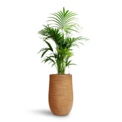Dune Partner Planter - Almond 26 Dune Partner Planter - Almond -Greencore Store Howea Kentia Palm HydroCare Dune Partner Planter Almond 2edd4ed3 f7e3 4a5c a335 09902baf241d