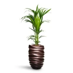 Gradient Lee Partner Planter - Matt Coffee -Greencore Store Howea Kentia Palm HydroCare Gradient Lee Partner Planter Matt Coffee 44a85ad2 0862 42b7 ab0a 74950eeb02f4