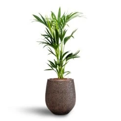 Howea - Kentia Palm - HydroCare -Greencore Store Howea Kentia Palm Hydroculture 18 19 x 100cm Opus Hit Darcy Planter Gold 38 x 42cm