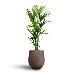 Howea - Kentia Palm - HydroCare -Greencore Store Howea Kentia Palm Hydroculture 18 19 x 120cm Opus Hit Darcy Planter Gold 38 x 42cm