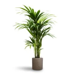 Howea - Kentia Palm - HydroCare -Greencore Store Howea Kentia Palm Hydroculture 19 18 x 100cm Puk Rough Planter Grey Washed 25cm x 25cm
