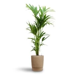 Chao Plant Pot - Concrete -Greencore Store Howea Kentia Palm Hydroculture 24 22 x 140cm Chao Plant Pot Concrete 32 x 42.5cm 7174e835 497c 4713 aef8 501210173b15