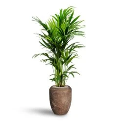 Howea - Kentia Palm - HydroCare -Greencore Store Howea Kentia Palm Hydroculture 27 26 x 150cm Polystone Coated Plain Coppa Planter Rock 45 x 55cm