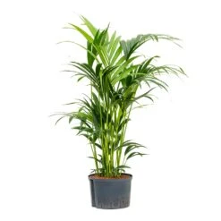 Howea - Kentia Palm - HydroCare -Greencore Store Howea Kentia Palm Hydroculture 28 19x100cm