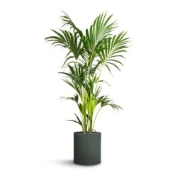 Max Refined Planter - Pine Green 20 Max Refined Planter - Pine Green -Greencore Store Howea forsteriana Kentia Palm 24x140cm Max Refined Planter Pine Green 29x29.5cm d219f516 3662 4542 8c23 bce42ddb7dd7