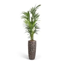 Luxe Lite Moon Partner Planter - Bronze -Greencore Store Howea forsteriana Kentia Palm 27x170cm Luxe Lite Moon Partner Planter Bronze 33x70cm