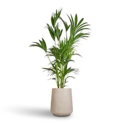 Raindrop Tube High Round Planter - Stone 13 Raindrop Tube High Round Planter - Stone -Greencore Store Howea forsteriana Kentia Palm 27x170cm Raindrop Tube High Round Planter Stone 37x42cm