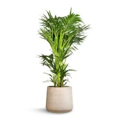 Patt Plant Pot - Grey Washed -Greencore Store Howea forsteriana Kentia Palm 32x160cm Patt Plant Pot Grey Washed 45x38cm c89c0603 0f25 4638 b357 b2f12c9d23c3