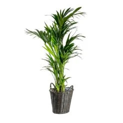 Nanna Wikr Plant Basket - Dark Brown 15 Nanna Wikr Plant Basket - Dark Brown -Greencore Store Howea forsteriana Kentia Palm Nanna Wikr Plant Basket dark brown d92ed21a 0c8b 4ebc a04d 94c0555e7386