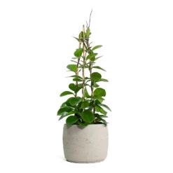 Mini Valerie Plant Pot - Grey Washed -Greencore Store Hoya australis Common Wax Flower Column Mini Valerie Plant Pot Grey Washed