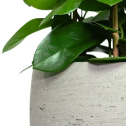 Mini Valerie Plant Pot - Grey Washed -Greencore Store Hoya australis Common Wax Flower Column Mini Valerie Plant Pot Grey Washed Close Up