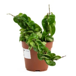 Hoya Carnosa Compacta - Rope Plant