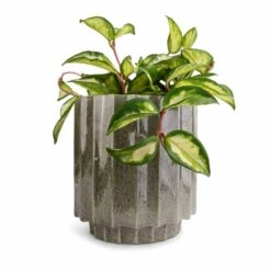Lugano Scalloped Plant Pot - Green -Greencore Store Hoya carnosa Tricolor Wax Plant 12x20cm Lugano Scalloped Plant Pot Green 16x16cm 9244b768 5f12 4aa9 9ddf 82896bca8a89