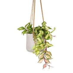 Patt Hanging Plant Pot - Grey Washed -Greencore Store Hoya carnosa Tricolor Wax Plant 12x20cm Patt Hanging Plant Pot Grey Washed 17x14cm ee4d3ed1 3046 4f3b abc3 e7eeb2e20dad