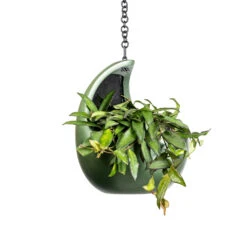 Gradient Hanging Cocoon - Matt Forest 12 Gradient Hanging Cocoon - Matt Forest -Greencore Store Hoya rosita Tropical Wax Plant 14x20cm Gradient Hanging Cocoon Matt Forest 20x24cm 2 c76dc3af 483d 4e2c a656 49aac75c48c0