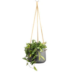 Hoya Rosita - Tropical Wax Plant -Greencore Store Hoya rosita Tropical Wax Plant 14x20cm Patt Hanging Plant Pot Black Washed 20x17cm