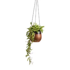 Mya Hanging Planter - Shiny Mocha -Greencore Store Hoya wayetii Tricolor Wax Plant 14x30cm Mya Hanging Planter Shiny Mocha 18x16cm