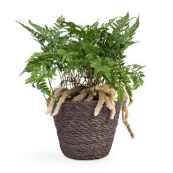 Humata Tyermannii - White Rabbit's Foot Fern 17 Humata Tyermannii - White Rabbit's Foot Fern -Greencore Store Humata tyermannii White Rabbit s Foot Fern 12x20cm Igmar Plant Basket Grey 15x12cm