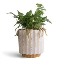 Humata Tyermannii - White Rabbit's Foot Fern 15 Humata Tyermannii - White Rabbit's Foot Fern -Greencore Store Humata tyermannii White Rabbit s Foot Fern 12x20cm Lugano Scalloped Plant Pot Mustard 16x16cm