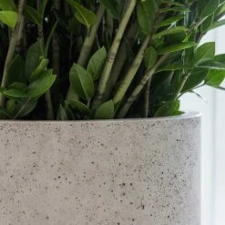 Jumbo Charlie Planter - Stone Washed -Greencore Store Jumbo Charlie Planter Stone Washed Office Planter Close Up
