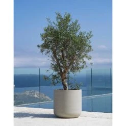 Jumbo Charlie Planter - Stone Washed -Greencore Store Jumbo Charlie Planter Stone Washed Olive Tree