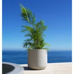 Jumbo Charlie Planter - Stone Washed -Greencore Store Jumbo Charlie Planter Stone Washed Palm Tree