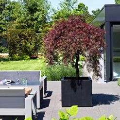 Greencore Store -Greencore Store Jumbo Cube Natural Planter Black Acer Outdoor Tree