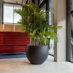 Jumbo Orb Natural Orb Planter - Black -Greencore Store Jumbo Orb Natural Orb Planter Black Office Palm
