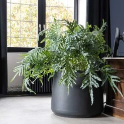 Jumbo Patt Natural Planter - Black -Greencore Store Jumbo Patt Natural Planter Black Philodendron Indoor Plant