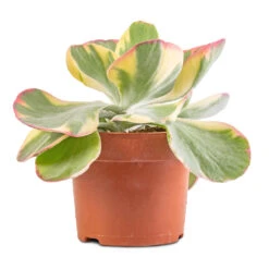 Kalanchoe Luciae Fantastic - Paddle Plant -Greencore Store Kalanchoe luciae Fantastic Paddle Plant 2
