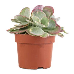 Kalanchoe Luciae Fantastic - Paddle Plant -Greencore Store Kalanchoe luciae Fantastic Paddle Plant